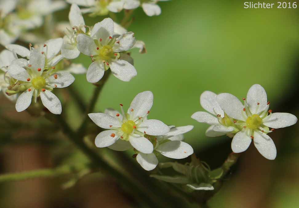 Flowers of Gorman's Saxifrage: Micranthes gormanii (Synonyms: Saxifraga gormanii, Saxifraga occidentalis var. dentata)