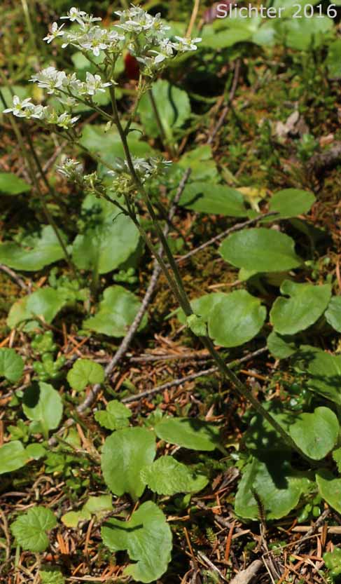 Gorman's Saxifrage: Micranthes gormanii (Synonyms: Saxifraga gormanii, Saxifraga occidentalis var. dentata)