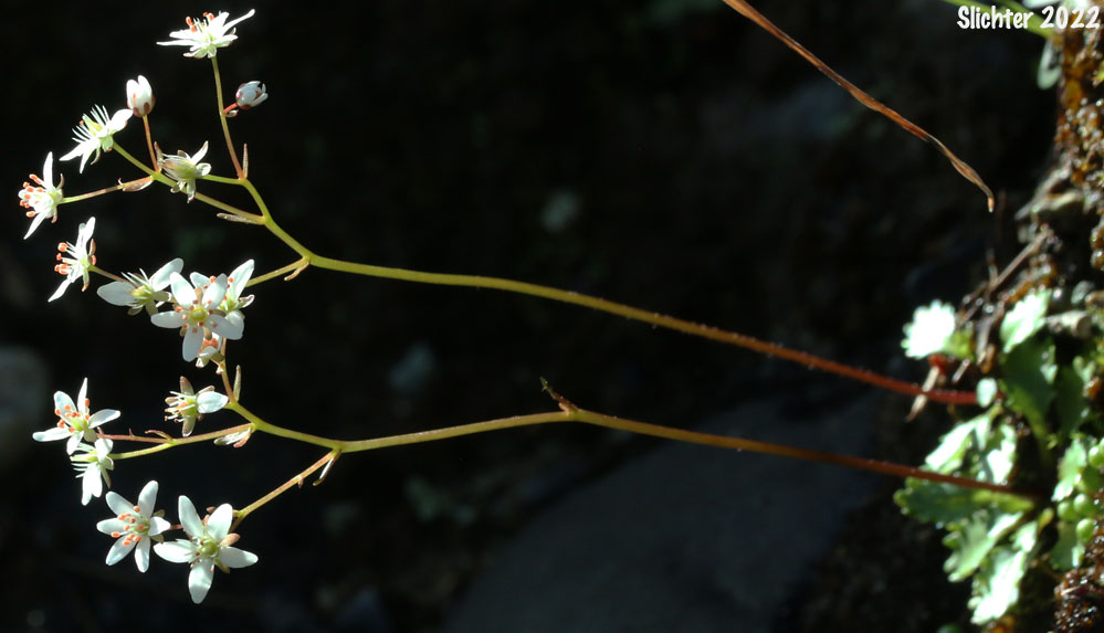 Howell's Saxifrage: Micranthes howellii (Synonym: Saxifraga howellii)