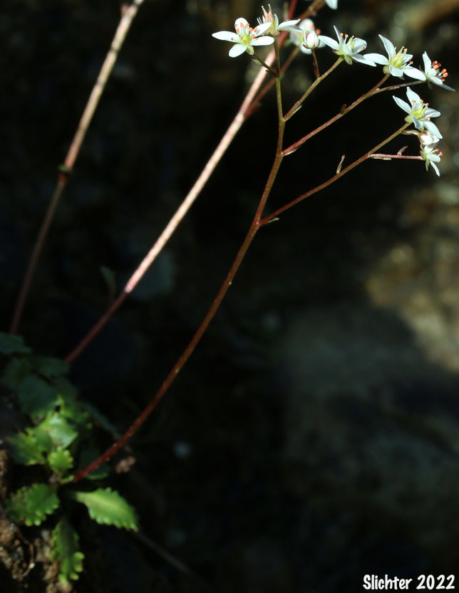 Howell's Saxifrage: Micranthes howellii (Synonym: Saxifraga howellii)