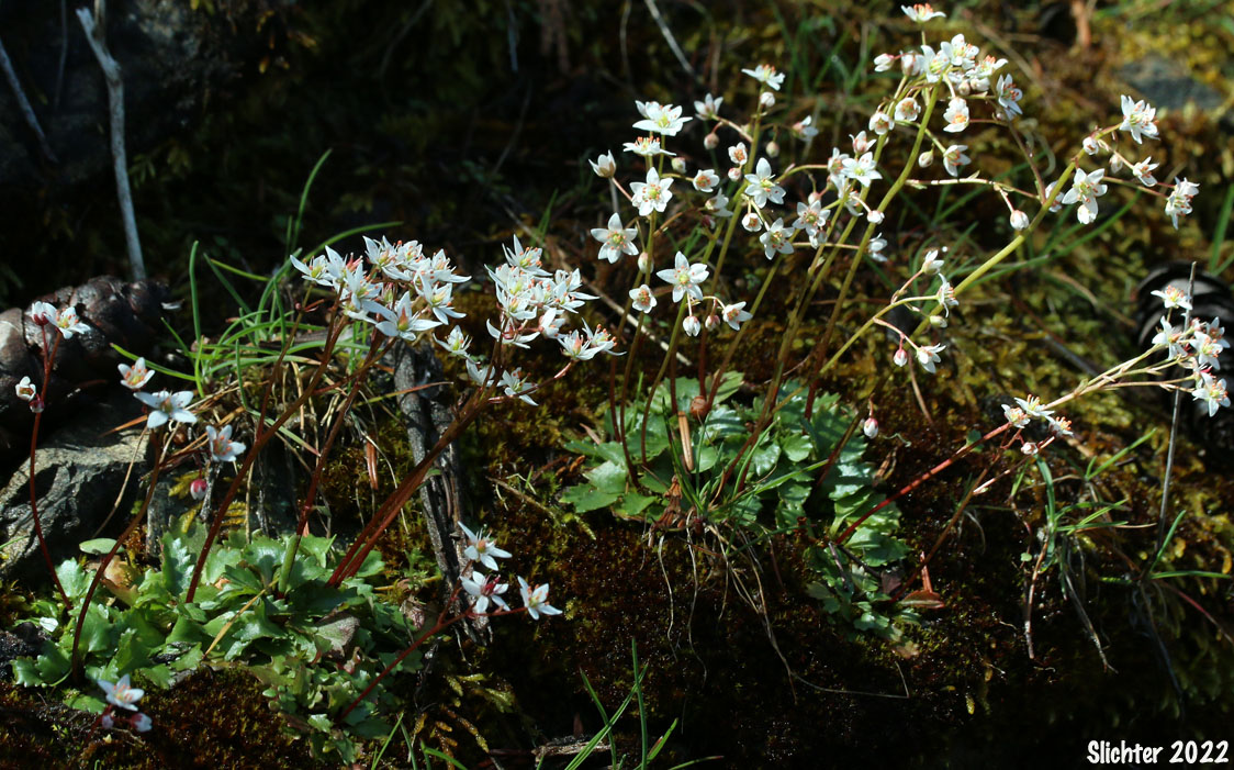 Howell's Saxifrage: Micranthes howellii (Synonym: Saxifraga howellii)