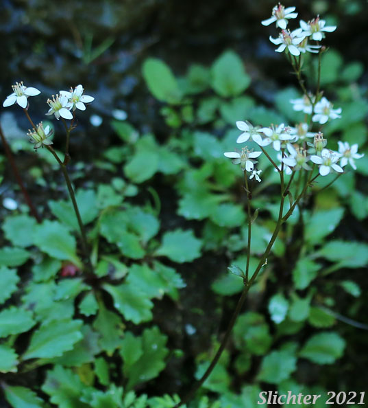 Howell's Saxifrage: Micranthes howellii (Synonym: Saxifraga howellii)