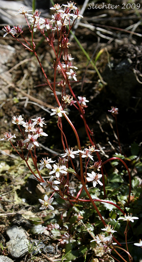 Howell's Saxifrage: Micranthes howellii (Synonym: Saxifraga howellii)
