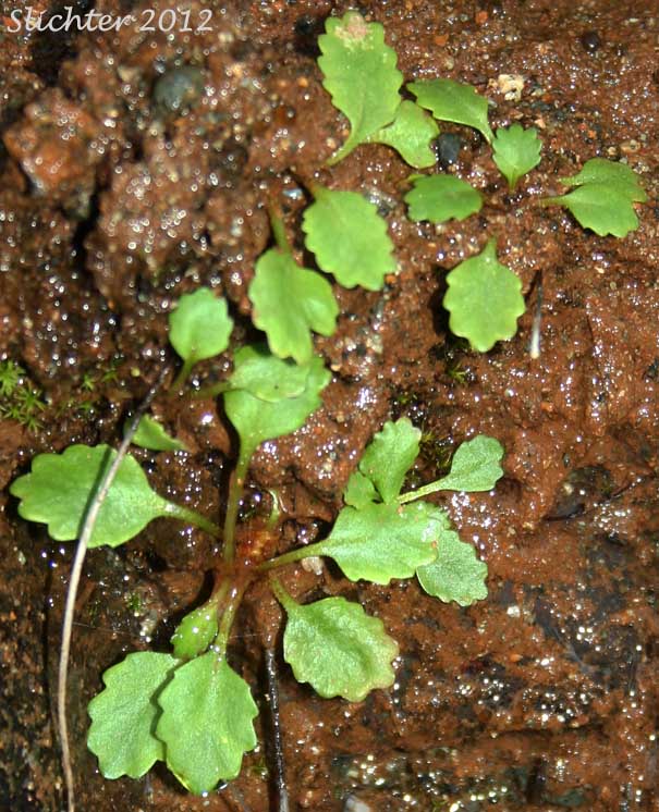 Basal leaves of Howell's Saxifrage: Micranthes howellii (Synonym: Saxifraga howellii)