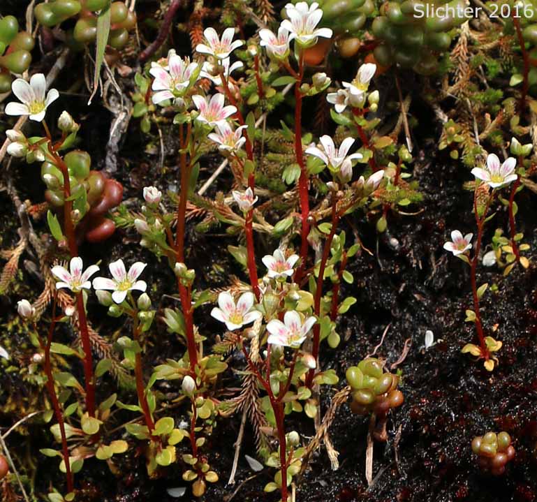 Nuttall's Saxifrage: Cascadia nuttallii (Synonym: Saxifraga nuttallii)
