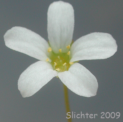 Nuttall's Saxifrage: Cascadia nuttallii (Synonym: Saxifraga nuttallii)