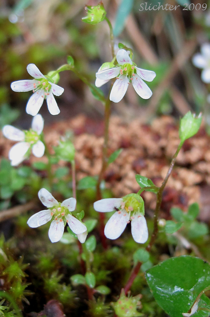 Nuttall's Saxifrage: Cascadia nuttallii (Synonym: Saxifraga nuttallii)