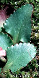 Leaves of Western Saxifrage, Alberta Saxifrage, Mountain Saxifrage, Western Mountain Saxifrage: Micranthes occidentalis (Synonyms: Saxifraga occidentalis, Saxifraga occidentalis var. allenii, Saxifraga occidentalis var. occidentalis, Saxifraga occidentalis ssp. occidentalis, Saxifraga occidentalis var. wallowensis)