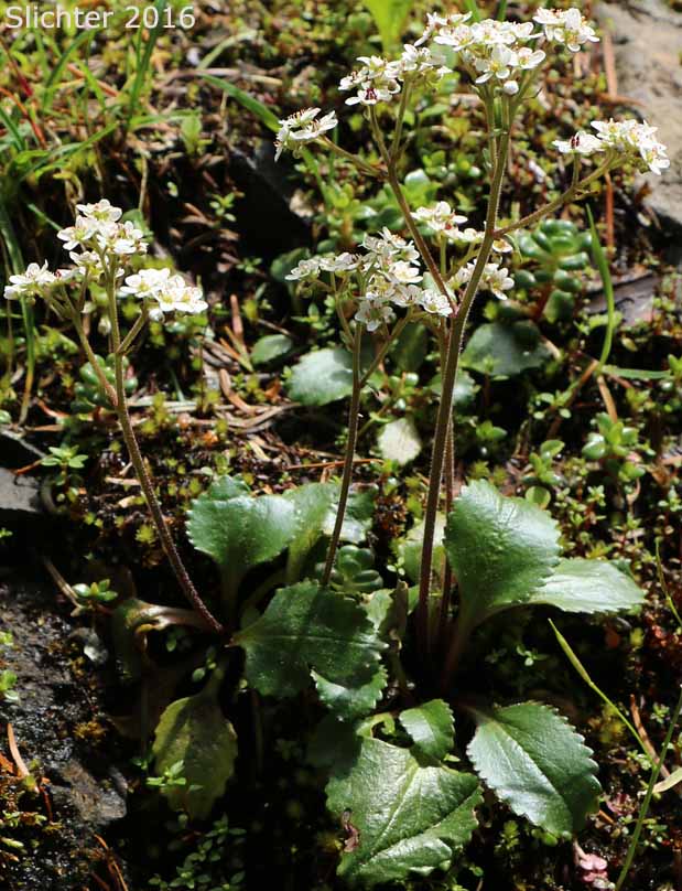 Rusty-hair Saxifrage, Rusty-haired Saxifrage: Micranthes rufidula (Synonyms: Saxifraga occidentalis var. aequidentata,Saxifraga aequidentata, Saxifraga occidentalis ssp. rufidula, Saxifraga occidentalis var. rufidula, Saxifraga rufidula)