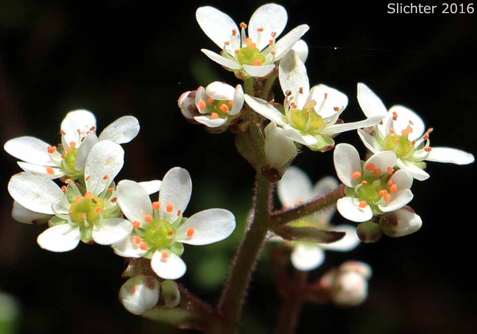Inflorescence ofRusty-hair Saxifrage, Rusty-haired Saxifrage: Micranthes rufidula (Synonyms: Saxifraga occidentalis var. aequidentata,Saxifraga aequidentata, Saxifraga occidentalis ssp. rufidula, Saxifraga occidentalis var. rufidula, Saxifraga rufidula)