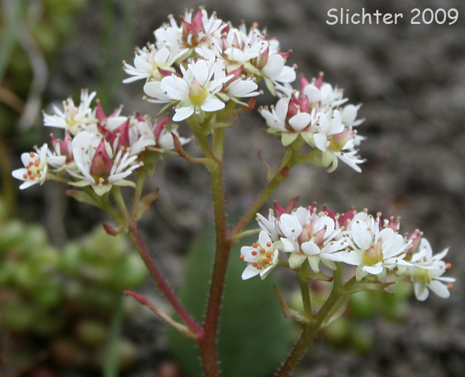 Rusty-haired Saxifrage, Rusty-hair Saxifrage: Micranthes rufidula (Synonyms: Saxifraga aequidentata, Saxifraga klickitatensis, Saxifraga occidentalis ssp. rufidula, Saxifraga occidentalis var. aequidentata, Saxifraga occidentalis var. rufidula, Saxifraga rufidula)