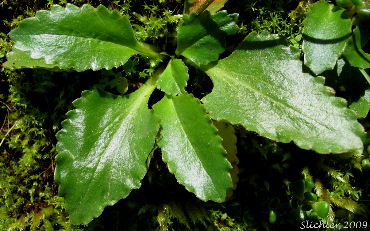 Basal leaves of Rusty-haired Saxifrage, Rusty-hair Saxifrage: Micranthes rufidula (Synonyms: Saxifraga aequidentata, Saxifraga klickitatensis, Saxifraga occidentalis ssp. rufidula, Saxifraga occidentalis var. aequidentata, Saxifraga occidentalis var. rufidula, Saxifraga rufidula)