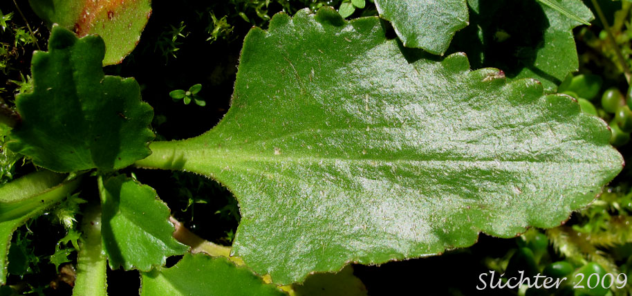 Basal leaf of Rusty-haired Saxifrage, Rusty-hair Saxifrage: Micranthes rufidula (Synonyms: Saxifraga aequidentata, Saxifraga klickitatensis, Saxifraga occidentalis ssp. rufidula, Saxifraga occidentalis var. aequidentata, Saxifraga occidentalis var. rufidula, Saxifraga rufidula)