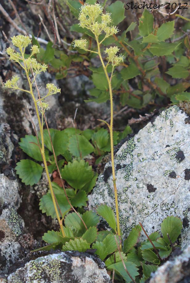 Strawberry Saxifrage: Saxifragopsis fragarioides (Synonym: Saxifraga fragarioides)