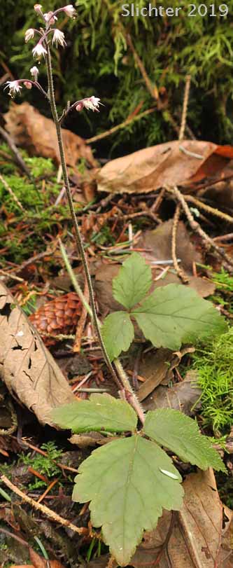 Coolwort, Three-leaf Foamflower, Trefoil Foamflower, Trefoil False Mitrewort: Tiarella trifoliata var. trifoliata