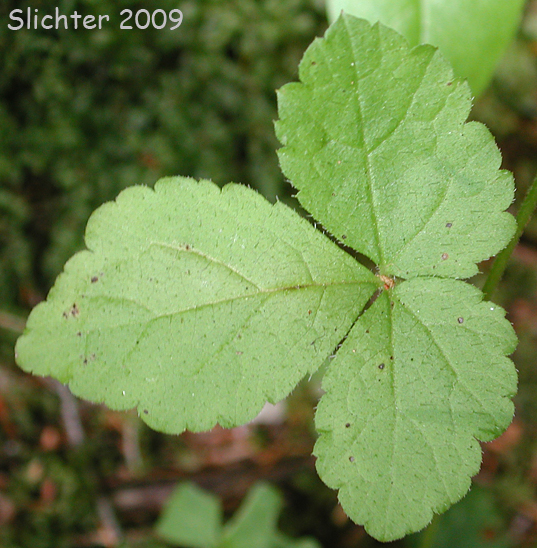 Trifoliate leaf of Coolwort, Three-leaf Foamflower, Trefoil Foamflower, Trefoil False Mitrewort: Tiarella trifoliata var. trifoliata
