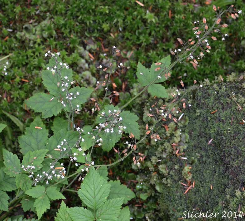 Coolwort, Three-leaf Foamflower, Trefoil Foamflower, Trefoil False Mitrewort: Tiarella trifoliata var. trifoliata