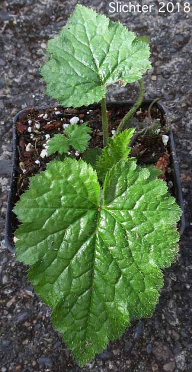 Diploid Piggyback Plant, Southern Piggyback Plant: Tolmiea diplomenziesii (Synonym: Tolmiea menziesii)