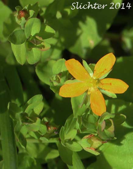 Bog St. Johnswort, Bog St. John'swort, Bog St. John's Wort, Creeping St. Johnswort, Tinkers Penny, Tinker's Penny: Hypericum anagalloides
