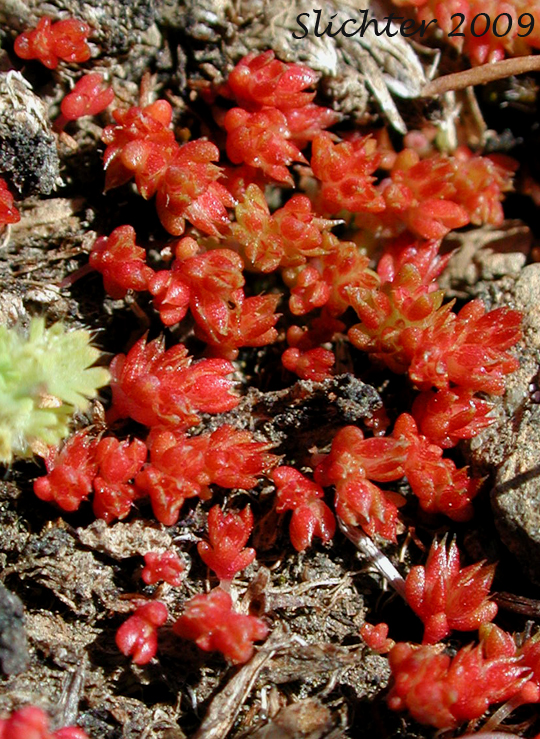 Mossy Stonecrop, Shiny Pygmy Weed: Crassula tillaea