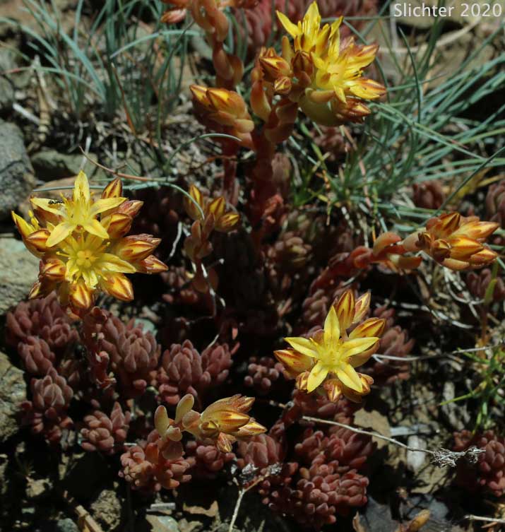 Lanceleaf Stonecrop, Lance-leaved Stonecrop, Spearleaf Stonecrop: Sedum lanceolatum (Synonyms: Amerosedum nesioticum, Sedum lanceolatum ssp. lanceolatum, Sedum lanceolatum ssp. nesioticum, Sedum lanceolatum var. lanceolatum, Sedum lanceolatum var. nesioticum, Sedum lanceolatum ssp. nesioticum, Sedum lanceolatum var. rupicolum, Sedum nesioticum, Sedum rupicolum, Sedum stenopetalum var. subalpinum)