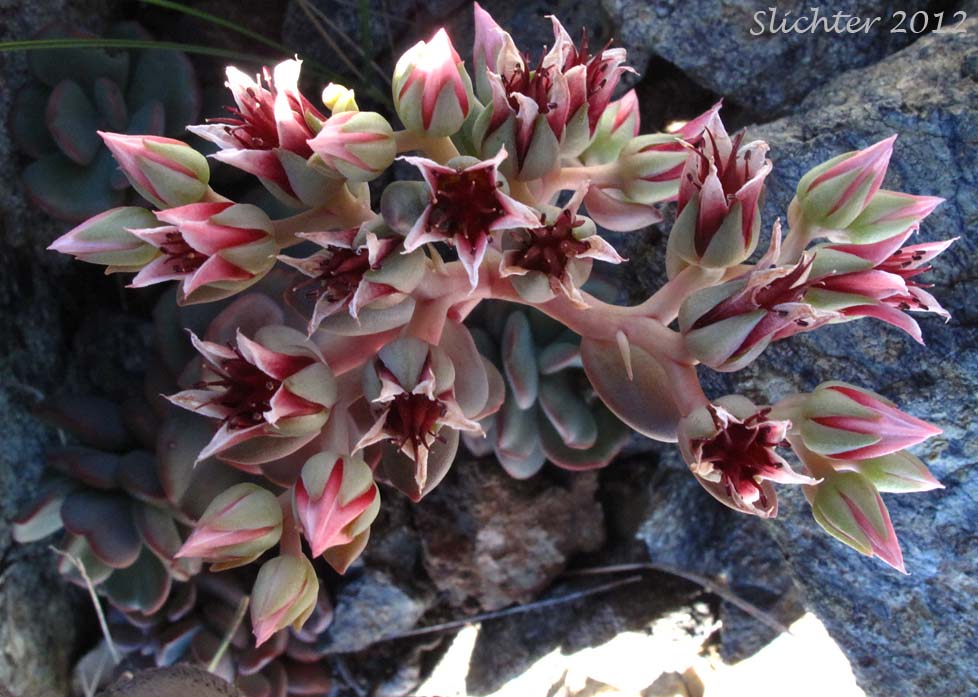 Roseflower Stonecrop, Rose-flowered Stonecrop: Sedum laxum ssp. laxum (Synonyms: Gormania laxa, Sedum laxum ssp. latifolium, Sedum laxum ssp. perplexum)