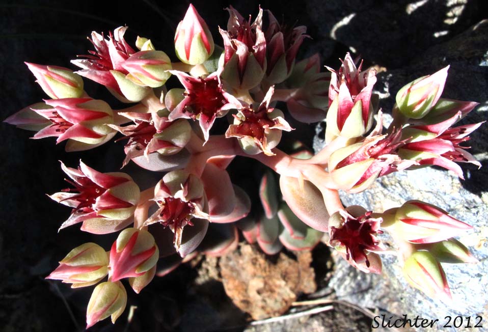 Inflorescence of Roseflower Stonecrop, Rose-flowered Stonecrop: Sedum laxum ssp. laxum (Synonyms: Gormania laxa, Sedum laxum ssp. latifolium, Sedum laxum ssp. perplexum)