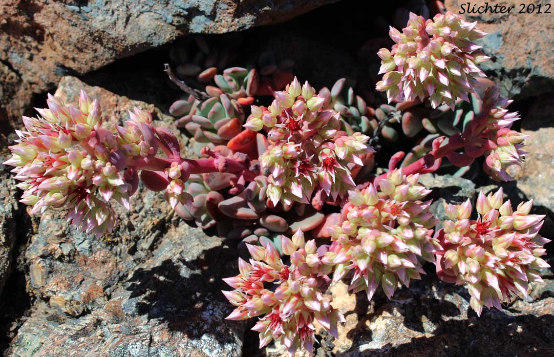 Roseflower Stonecrop, Rose-flowered Stonecrop: Sedum laxum ssp. laxum (Synonyms: Gormania laxa, Sedum laxum ssp. latifolium, Sedum laxum ssp. perplexum)