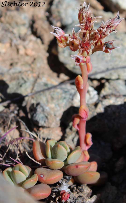 Roseflower Stonecrop, Rose-flowered Stonecrop: Sedum laxum ssp. laxum (Synonyms: Gormania laxa, Sedum laxum ssp. latifolium, Sedum laxum ssp. perplexum)