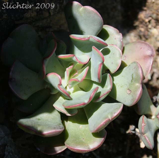 Heckner's Stonecrop: Sedum laxum ssp. heckneri (Synonyms: Sedum heckneri, Sedum laxum var. heckneri)