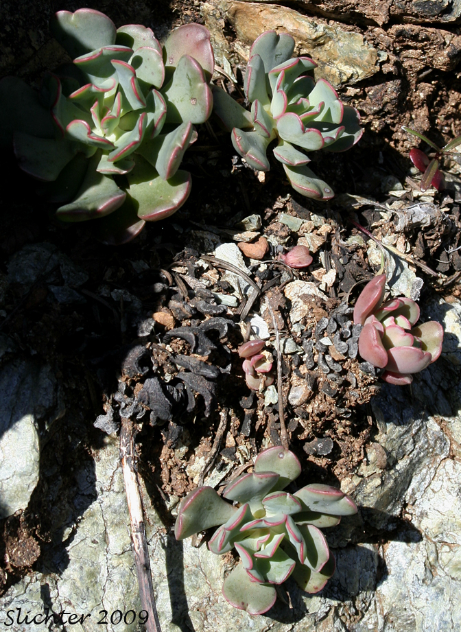 Heckner's Stonecrop: Sedum laxum ssp. heckneri (Synonyms: Sedum heckneri, Sedum laxum var. heckneri)