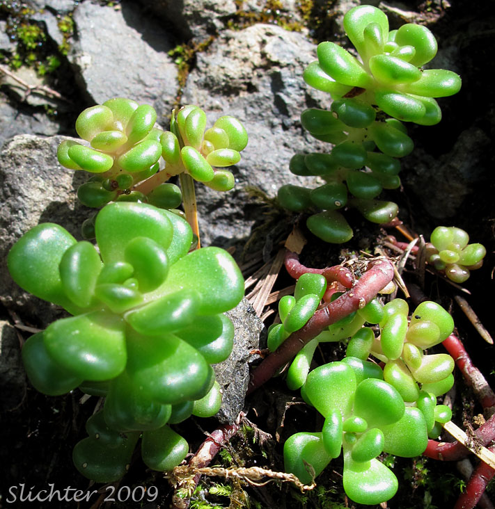 Oregon Stonecrop: Sedum oreganum (Synonyms: Gormania oregana, Sedum oreganum ssp. oreganum, Sedum oreganum ssp. tenue, Sedum oreganum var. oreganum, Sedum oreganum var. tenue)