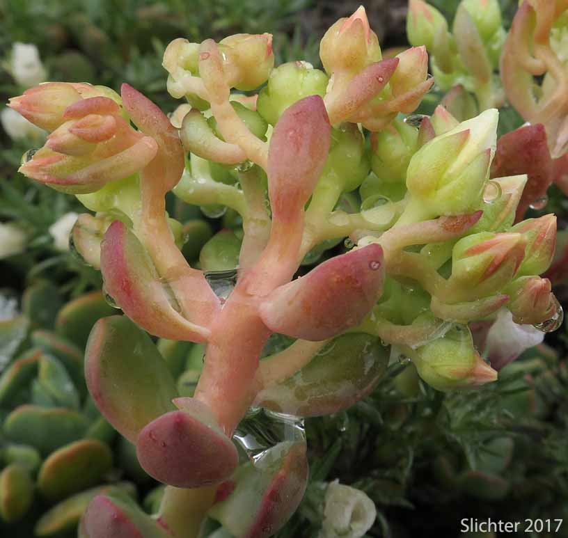 Creamy Stonecrop: Sedum oregonense (Synonym: Gormania watsonii)