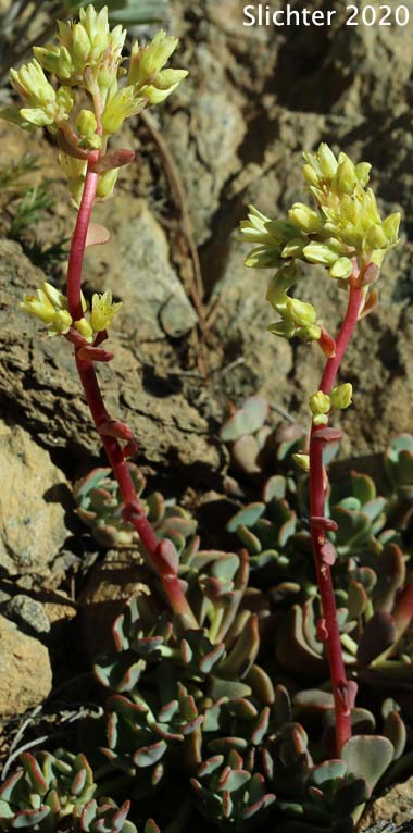 Creamy Stonecrop: Sedum oregonense (Synonym: Gormania watsonii)