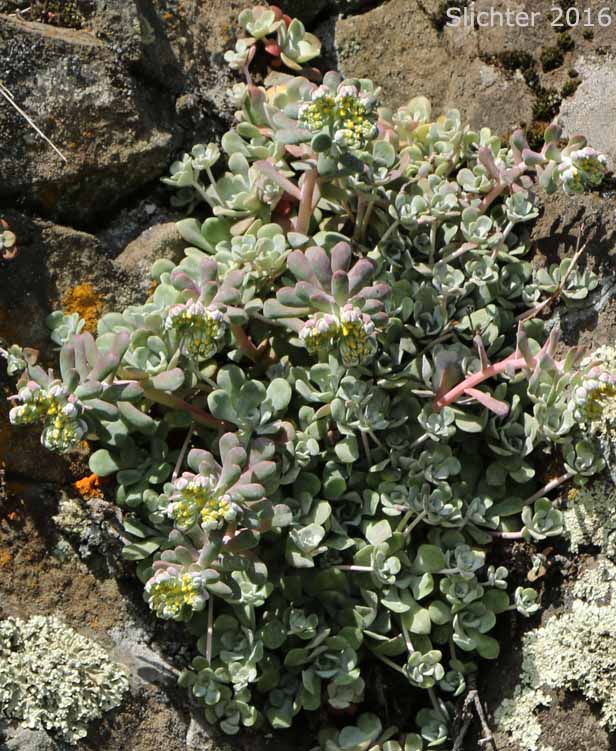 Broadleaf Stonecrop, Broad-leaved Stonecrop, Pacific Stonecrop, Purdy's Stonecrop, Spatula-leaf Stonecrop: Sedum spathulifolium (Synonyms: Sedum spathulifolium ssp. pruinosum, Sedum spathulifolium ssp. purdyi, Sedum spathulifolium ssp. spathulifolium, Sedum spathulifolium var. minus, Sedum spathulifolium var. pruinosum, Sedum spathulifolium var. spathulifolium)