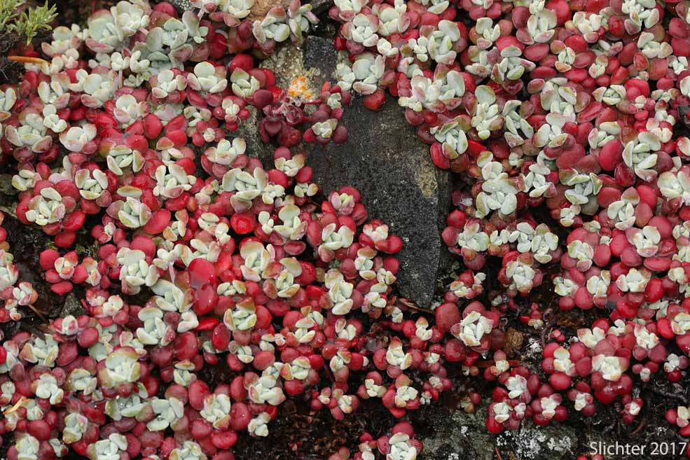 Broadleaf Stonecrop, Broad-leaved Stonecrop, Pacific Stonecrop, Purdy's Stonecrop, Spatula-leaf Stonecrop: Sedum spathulifolium (Synonyms: Sedum spathulifolium ssp. pruinosum, Sedum spathulifolium ssp. purdyi, Sedum spathulifolium ssp. spathulifolium, Sedum spathulifolium var. minus, Sedum spathulifolium var. pruinosum, Sedum spathulifolium var. spathulifolium)