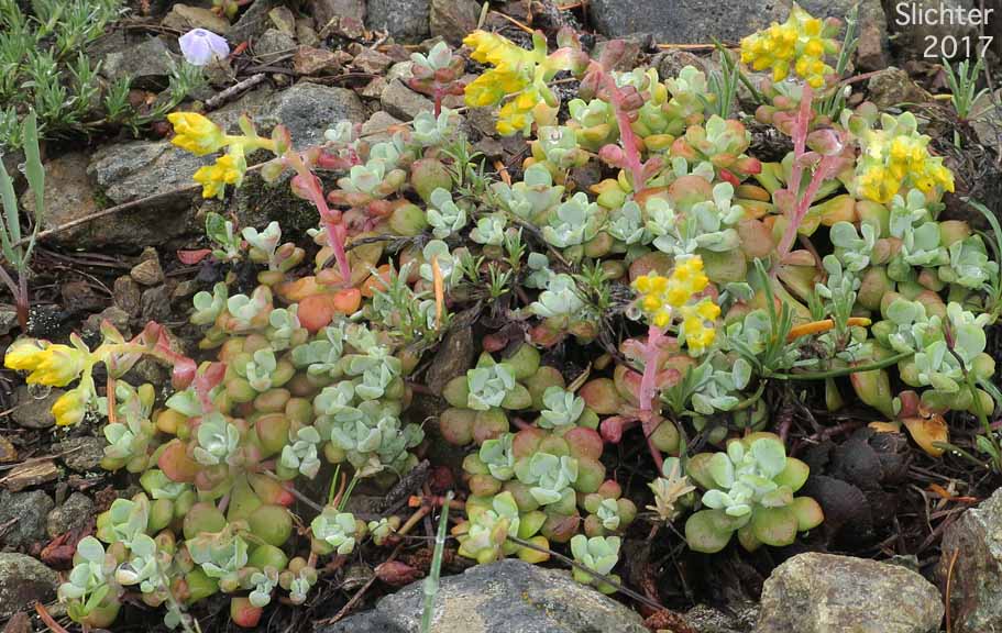 Broadleaf Stonecrop, Broad-leaved Stonecrop, Pacific Stonecrop, Purdy's Stonecrop, Spatula-leaf Stonecrop: Sedum spathulifolium (Synonyms: Sedum spathulifolium ssp. pruinosum, Sedum spathulifolium ssp. purdyi, Sedum spathulifolium ssp. spathulifolium, Sedum spathulifolium var. minus, Sedum spathulifolium var. pruinosum, Sedum spathulifolium var. spathulifolium)