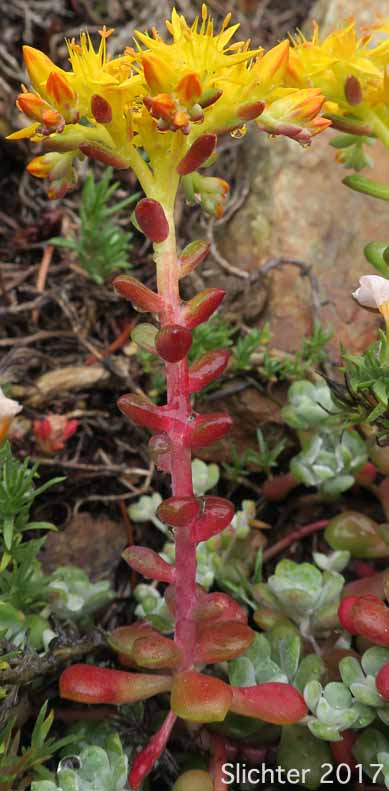 Broadleaf Stonecrop, Broad-leaved Stonecrop, Pacific Stonecrop, Purdy's Stonecrop, Spatula-leaf Stonecrop: Sedum spathulifolium (Synonyms: Sedum spathulifolium ssp. pruinosum, Sedum spathulifolium ssp. purdyi, Sedum spathulifolium ssp. spathulifolium, Sedum spathulifolium var. minus, Sedum spathulifolium var. pruinosum, Sedum spathulifolium var. spathulifolium)
