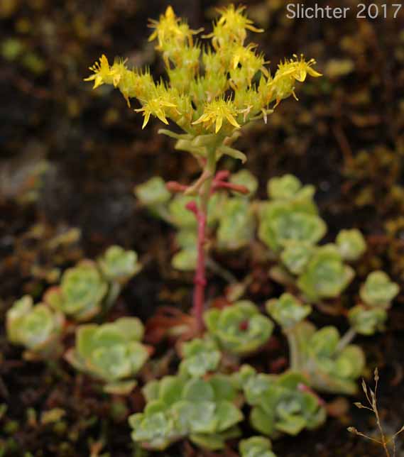 Broadleaf Stonecrop, Broad-leaved Stonecrop, Pacific Stonecrop, Purdy's Stonecrop, Spatula-leaf Stonecrop: Sedum spathulifolium (Synonyms: Sedum spathulifolium ssp. pruinosum, Sedum spathulifolium ssp. purdyi, Sedum spathulifolium ssp. spathulifolium, Sedum spathulifolium var. minus, Sedum spathulifolium var. pruinosum, Sedum spathulifolium var. spathulifolium)