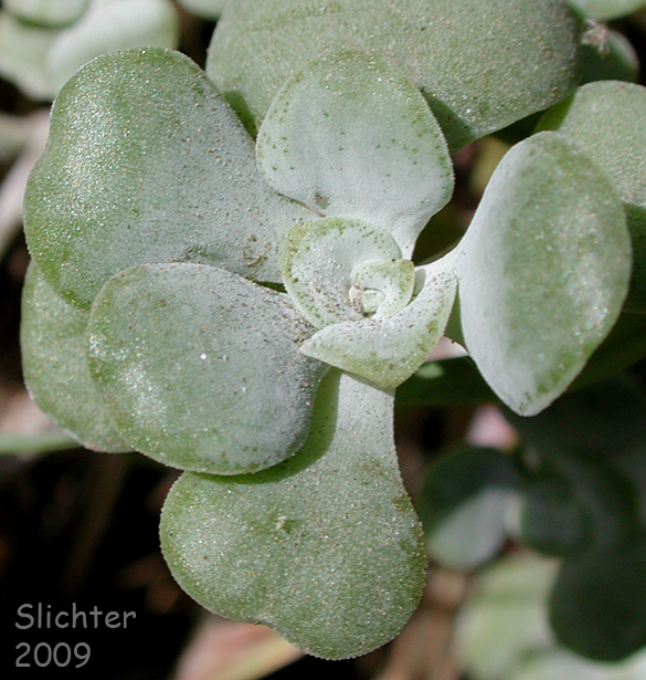 Broadleaf Stonecrop, Broad-leaved Stonecrop, Pacific Stonecrop, Purdy's Stonecrop, Spatula-leaf Stonecrop: Sedum spathulifolium (Synonyms: Sedum spathulifolium ssp. pruinosum, Sedum spathulifolium ssp. purdyi, Sedum spathulifolium ssp. spathulifolium, Sedum spathulifolium var. minus, Sedum spathulifolium var. pruinosum, Sedum spathulifolium var. spathulifolium)