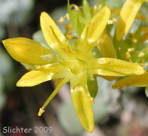 Flower of Broadleaf Stonecrop, Broad-leaved Stonecrop, Pacific Stonecrop, Purdy's Stonecrop, Spatula-leaf Stonecrop: Sedum spathulifolium (Synonyms: Sedum spathulifolium ssp. pruinosum, Sedum spathulifolium ssp. purdyi, Sedum spathulifolium ssp. spathulifolium, Sedum spathulifolium var. minus, Sedum spathulifolium var. pruinosum, Sedum spathulifolium var. spathulifolium)