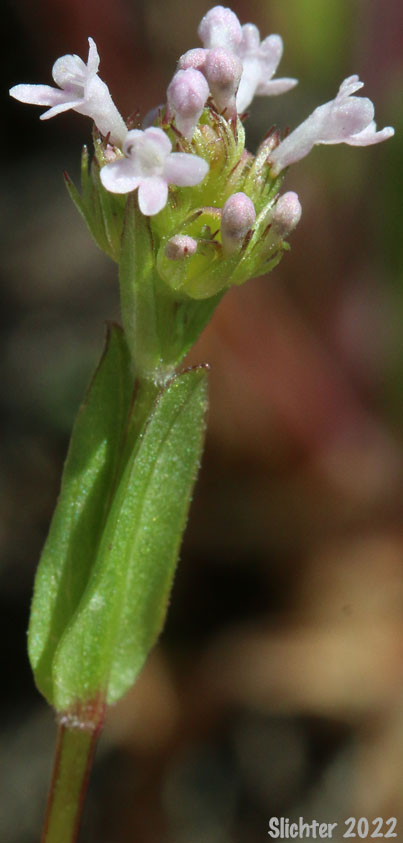 Spurless Corn-salad, Shortspur White Plectritis: Plectritis brachystemon (Synonyms: Plectritis anomala, Plectritis aphanoptera, Plectritis congesta ssp. brachystemon, Plectritis congesta var. major)