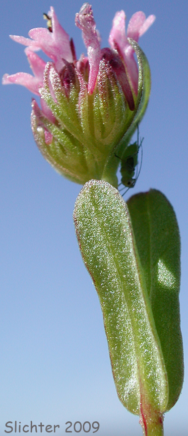 Long-spur Plectritis, Long-spurred Plectritis: Plectritis ciliosa ssp. ciliosa (Synonym: Plectritis macrocera var. macroptera)