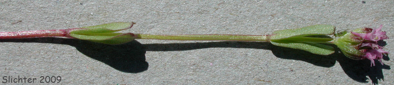 Long-spur Plectritis, Long-spurred Plectritis: Plectritis ciliosa ssp. ciliosa (Synonym: Plectritis macrocera var. macroptera)