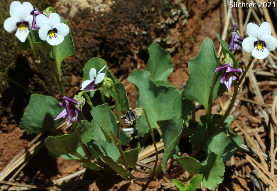 Wedge-leaf Violet: Viola cuneata