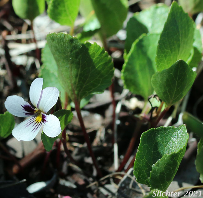 Wedge-leaf Violet: Viola cuneata
