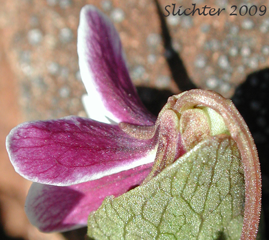 Sideview of flower of Wedge-leaf Violet: Viola cuneata