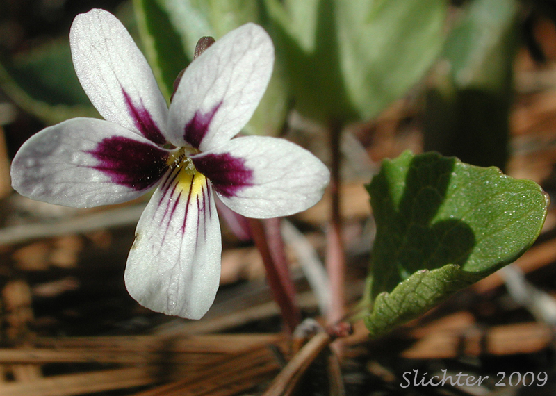 Wedge-leaf Violet: Viola cuneata