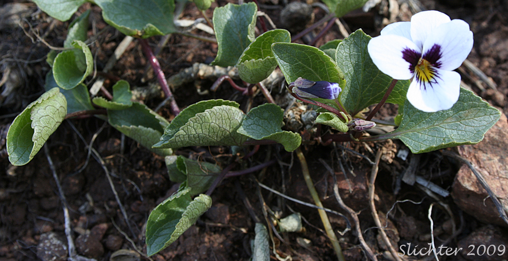 Wedge-leaf Violet: Viola cuneata