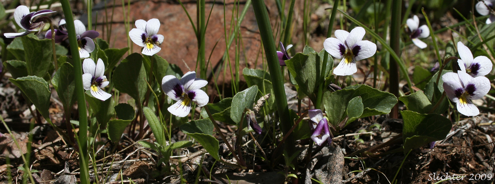 Wedge-leaf Violet: Viola cuneata